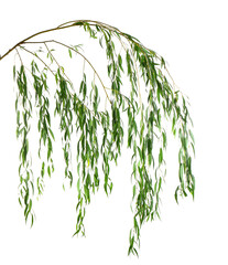 Beautiful willow tree branches with green leaves on white background