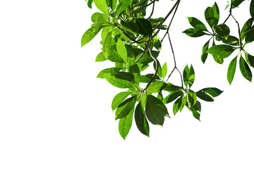 Wall Mural - Green leaves on a white background