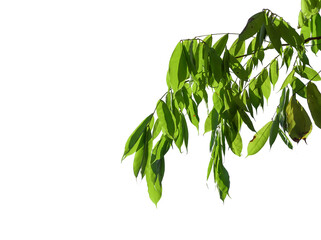 Wall Mural - Green leaves on a white background