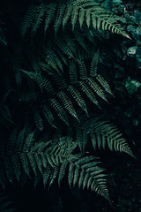 Layering ferns in the forest found along the Yoho Lake Loop in Yoho National Park, BC, Canada. Selective Focus. 