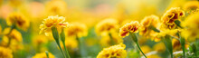 Closeup Of Nature Yellow And Orange Flower On Blurred Background Under Sunlight With Bokeh And Copy Space Using As Background Natural Plants Landscape, Ecology Cover Page Concept.