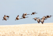 Canada Geese In Flight
