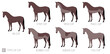 Set of Horse Coat Clip Types: Strip Clip, Irish Clip, Trace Clip, Blanket Clip, Hunter Clip, Full Clip