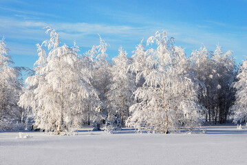 The forest in winter. View 2