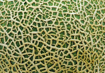 Unique pattern on the green peel of cantaloupe melon or muskmelon fruit, closed up for background.melon texture and surface.	