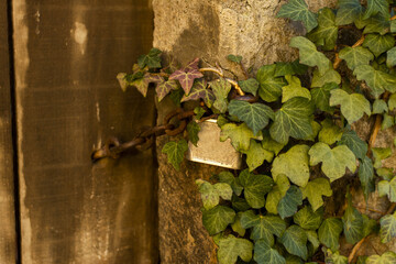 Sticker - A selective focus shot of a lock hidden under the plant's leav