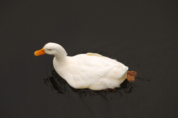 Poster - A beautiful shot of a white duck swimming in the water