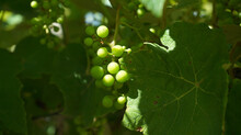 A Closeup Shot Of Riping Green Grapes On The Vines