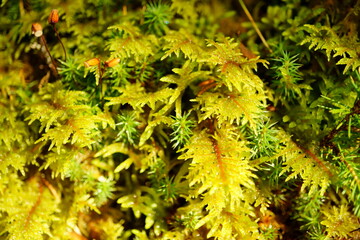 Macro photography of tiny green plants in forest