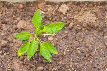 Wall Mural - Pepper seedlings grow in the garden in summer