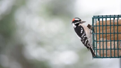 Wall Mural - Closeup of male downy woodpecker bird and carolina wren on suet cake window feeder cage during winter snow snowing weather at home garden in Virginia