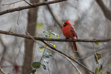 Poster - northern cardinal (Cardinalis cardinalis) in fall	