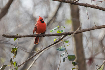 Poster - northern cardinal (Cardinalis cardinalis) in fall	