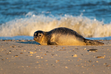 an adorable seal on a sandy shore on background of waves