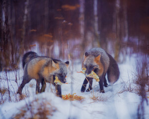 Sticker - Foxes in the reserve eat chickens in winter in the snow