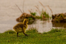 Young Goose Chicks On The Lake Shore