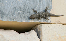 A Closeup Of A Common Wall Gecko On Limestone Walls Under The Sunlight In Malta