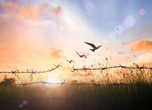 International Migrants Day Concept: Silhouette Of Bird Flying And Barbed Wire Over Autumn Sunset Background