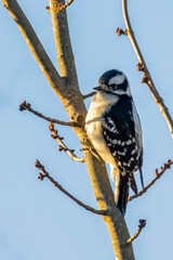 downy woodpecker on a maple tree branch in winter