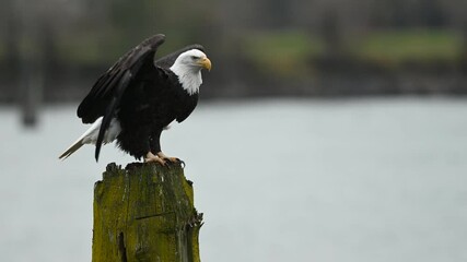bald eagle (haliaeetus leucocephalus) sitting on a tree and having some rest before the next hunting