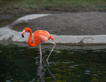 Photo Of A Single Flamingo In A Pond