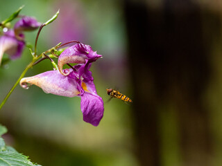 Poster - A selective focus shot of a hoverfly hovering near a flower in a Japanese park