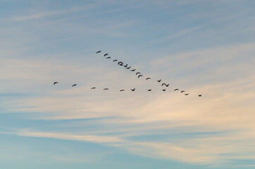 Wall Mural - Birds Flying in a V Formation