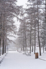  Alley on the embankment in siberia in winter