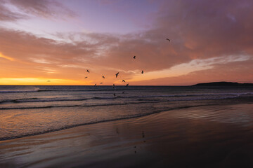 Wall Mural - Romantic sunrise with birds flying above the waves