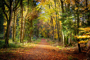 autumn in the forest