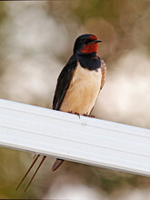 Barn Swallow Waiting