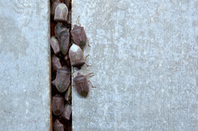 Stink Bugs Sitting On The Wall Close Up 