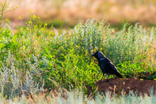Closeup Portrait Of A Western Jackdaw Bird Coloeus Monedula Foraging In Green Grass On A Sunny Day
