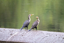 A Selective Focus Shot Of Two Cormorants Perched On A Concrete Surface