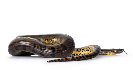Leinwandbilder - Young Green Anaconda aka Eunectus murinus snake. Isolated on white background.