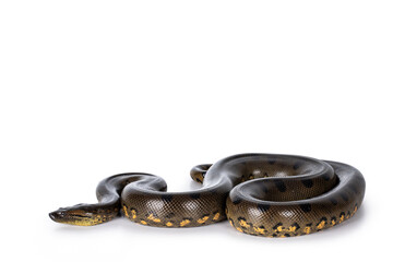 Leinwandbilder - Young Green Anaconda aka Eunectus murinus snake. Isolated on white background.