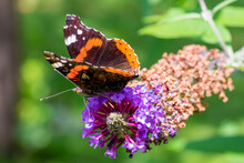 Closeup Of A Red Admiral Butterfly (Vanessa Atalanta) On Summer Lilac Blossoms (Buddleja Davidii)