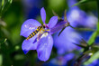 Closeup of a long Hoverfly (prob. Sphaerophoria scripta) on blue garden lobelia flowers