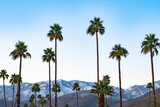 Fototapeta Sypialnia - Snow and Palms - Snow dusts the San Jacinto mountains in contrast to the palm trees outside Palm Springs, California.
