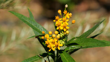 Selective Focus Shot Of A Beautiful Butterfly Weed Yellow Flower