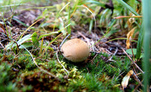 Mushroom Raincoat Among The Green Grass In The Forest