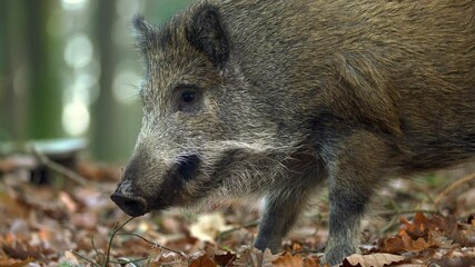 Wall Mural - closeup wild boar sus scrofa piggy looking for nutriment in dark woods. wildlife tranquil scene of l