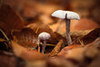 Zwei kleine Pilze im herbstlichen Wald