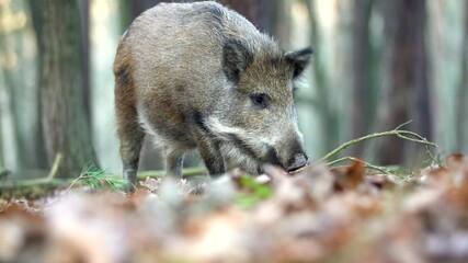 Wall Mural - closeup young wild boar sus scrofa calm piggy looking for nutriment in dark woods. wildlife tranquil