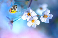 Beautiful Colored Butterfly In Flight And Apple Tree Flowers In Spring On Light Blue And Lilac Background, Macro. Amazing Elegant Artistic Image Beauty Nature In Spring.