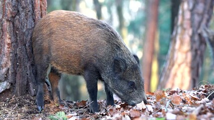 Wall Mural - closeup youngs wild boar sus scrofa calm piggy looking for nutriment in dark woods. wildlife tranqui