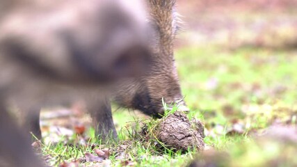 Wall Mural - closeup young wild boar sus scrofa calm piggy looking for nutriment in dark woods. wildlife tranquil