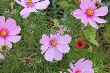 flower, pink, nature, garden, summer, cosmos, flowers, plant, flora, purple, green, spring, bloom, blossom, floral, beautiful, macro, daisy, petal, beauty, yellow, closeup, petals, color, blooming