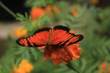 Butterfly On A Poppy