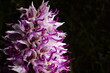 Purple-white flower of Orchis simia, the monkey orchid, spring-flowering orchid of the Mediterranean, in natural habitat on Crete, close-up with black background 